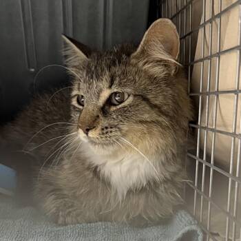 Sweet Pea -  Domestic Medium Hair Cat for Adoption in Bismarck, North Dakota - Sweet Pea | PetCurious