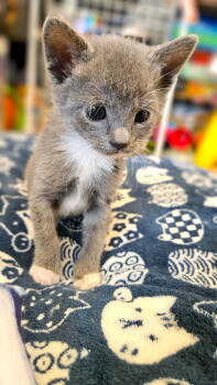 Rescue Domestic Short Hair and Tabby Cats for Adoption in Fremont, California - PHOENIX - Bonded With Sundance | PetCurious