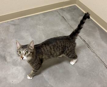 Domestic Short Hair Cats Available for Adoption in Boise, Idaho - Madison | PetCurious