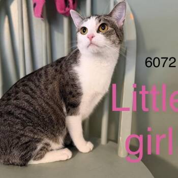 Little Girl 6072 -  Domestic Short Hair Cat for Adoption in Sequatchie, Tennessee - Little Girl 6072 | PetCurious