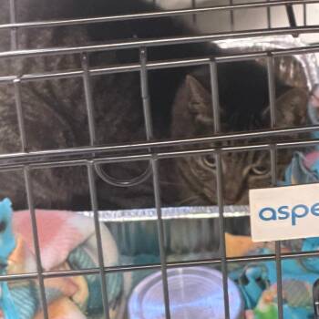 Munford-31078 -  Domestic Short Hair Cat for Adoption in Memphis, Tennessee - Munford-31078 | PetCurious