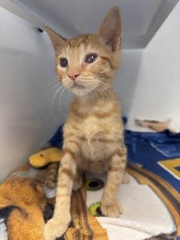 Relish -  Domestic Short Hair Cat for Adoption in Roseville, California - Relish | PetCurious