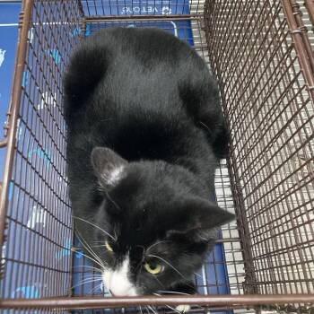 Domestic Medium Hair Cats Available for Adoption - Shade | PetCurious