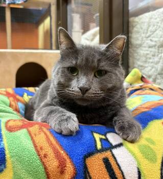 Grafito -  Domestic Short Hair Cat for Adoption in Blasdell, New York - Grafito | PetCurious