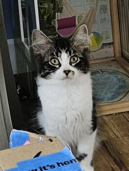 Crackle -  Domestic Long Hair Cat for Adoption in Menasha, Wisconsin - Crackle | PetCurious