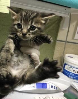 Domestic Short Hair Cats Available for Adoption in Riverside, California - A1917613 | PetCurious