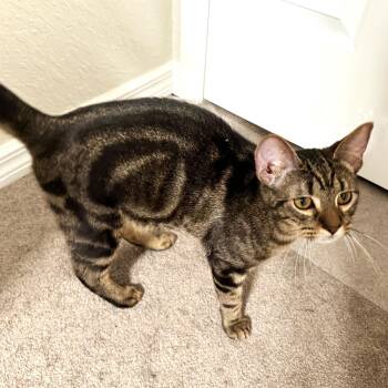 Domestic Short Hair Cats Available for Adoption - Hutch | PetCurious