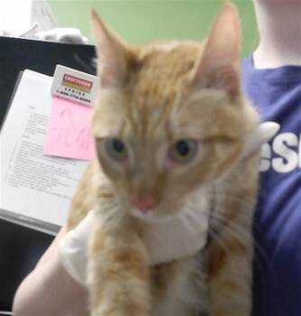 Domestic Short Hair Cats Available for Adoption in Omaha, Nebraska - CHEDDAR | PetCurious