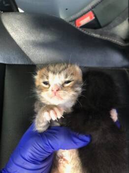 SMITE -  Domestic Medium Hair Cat for Adoption in Dallas, Texas - SMITE | PetCurious
