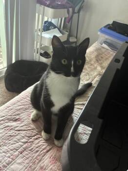 Sashimi -  Tuxedo and Domestic Short Hair Cat for Adoption in Riverside, California - Sashimi | PetCurious