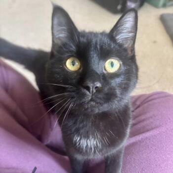 Domestic Short Hair Cats Available for Adoption - Kage | PetCurious