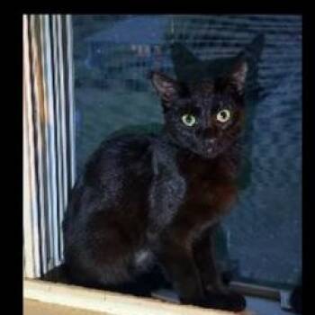 Rescue Domestic Short Hair Cats for Adoption in Rochester, Massachusetts - Angel | PetCurious