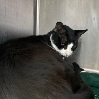 Boo -  Domestic Short Hair Cat for Adoption in Lakeland, Florida - Boo | PetCurious
