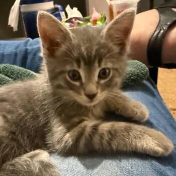 Domestic Short Hair Cats Available for Adoption in Silver Spring, Maryland - Take A "Chance" (Available 4/26) | PetCurious