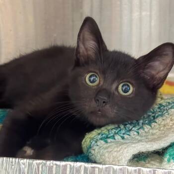Singer -  Domestic Short Hair Cat for Adoption in Cumming, Georgia - Singer | PetCurious