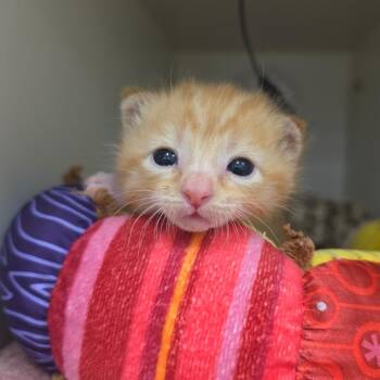 Domestic Short Hair Cats Available for Adoption in Phoenix, Arizona - Yamaha | PetCurious