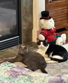 Domestic Short Hair Cats Available for Adoption - Jack & Jill *Courtesy Post* | PetCurious