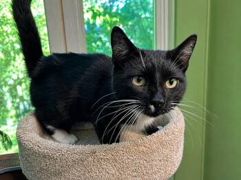 Felix -  Tuxedo Cat for Adoption in Oakwood, Georgia - Felix | PetCurious