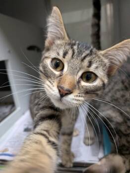Rescue Domestic Short Hair Cats for Adoption in Louisburg, North Carolina - Acorn | PetCurious
