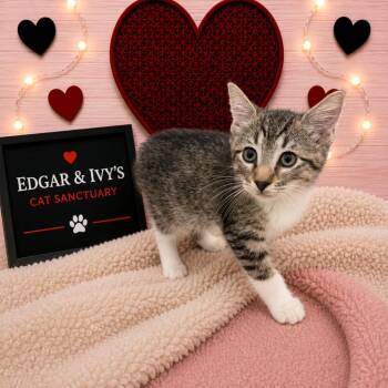 Fawn -  Domestic Short Hair Cat for Adoption in Corpus Christi, Texas - Fawn | PetCurious