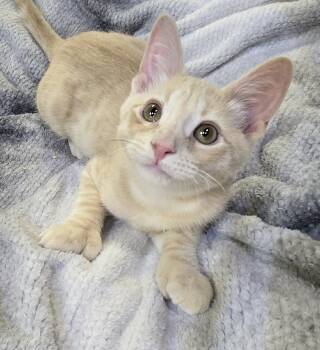 Hordak -  Domestic Short Hair Cat for Adoption in Saint Charles, Missouri - Hordak | PetCurious
