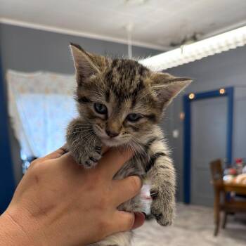 Domestic Short Hair Cats Available for Adoption in Summerlee, West Virginia - Devin | PetCurious