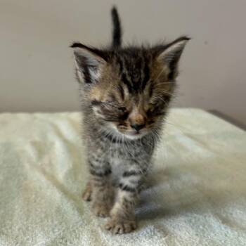 Rosetta* -  Domestic Short Hair Cat for Adoption in San Gabriel, California - Rosetta* | PetCurious