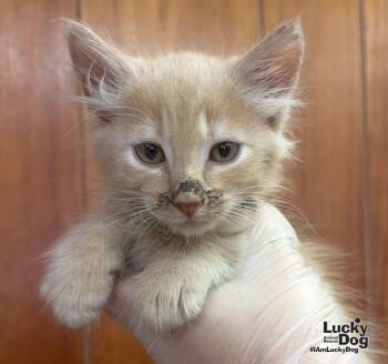 Tonto -  Domestic Medium Hair Cat for Adoption in Washington, District Of Columbia - Tonto | PetCurious