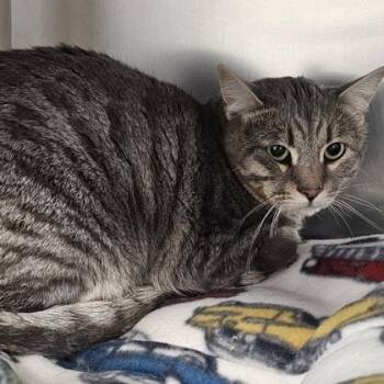 Tiggy -  Domestic Short Hair Cat for Adoption in Schenectady, New York - Tiggy | PetCurious