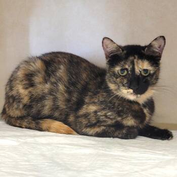 Domestic Short Hair Cats Available for Adoption - Meowly Cyrus | PetCurious