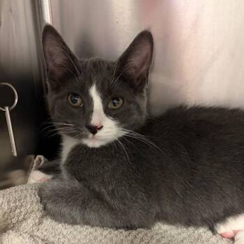 Minion -  Domestic Short Hair Cat for Adoption in Nashville, Tennessee - Minion | PetCurious