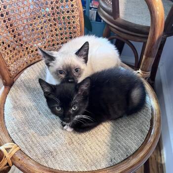 Small -  Domestic Short Hair Cat for Adoption in Philadelphia, Pennsylvania - Small | PetCurious