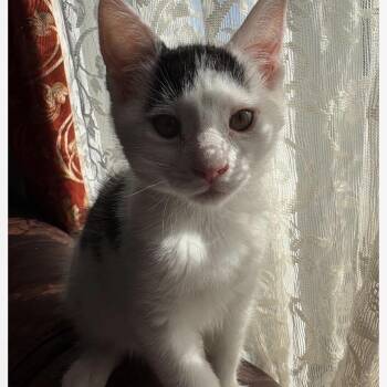 Juliette -  Domestic Short Hair Cat for Adoption in Saint-jacques, Quebec - Juliette | PetCurious