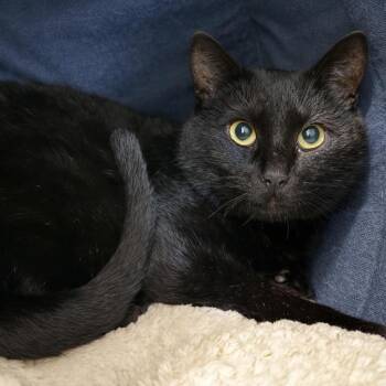 Domestic Short Hair Cats Available for Adoption - Adelaida | PetCurious