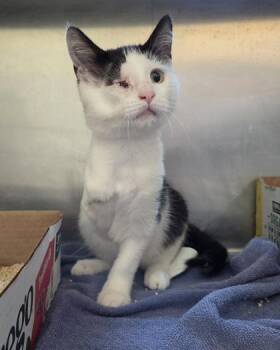 Sauron -  Domestic Short Hair Cat for Adoption in Westland, Michigan - Sauron | PetCurious