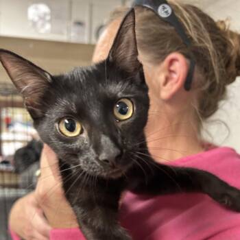 Stella -  Domestic Short Hair Cat for Adoption in Newport, North Carolina - Stella | PetCurious