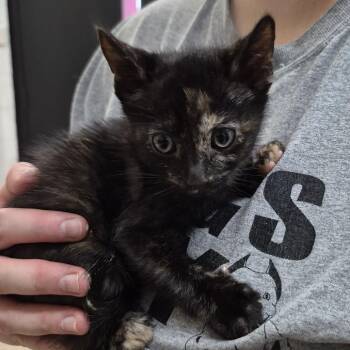 Domestic Short Hair Cats Available for Adoption in Ardmore, Oklahoma - Baby | PetCurious
