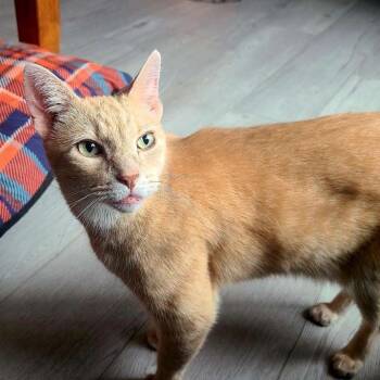 Rescue American Shorthair Cats for Adoption in Rochester, Minnesota - Elvis | PetCurious