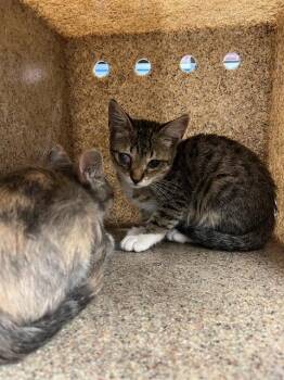 Rescue Domestic Short Hair Cats for Adoption in Stockton, California - CHARLENE | PetCurious