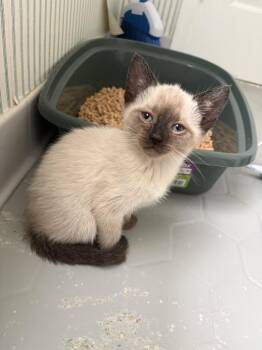 Domestic Short Hair and Siamese Cats Available for Adoption in Virginia Beach, Virginia - Navy 