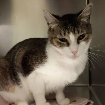 Domestic Short Hair Cats Available for Adoption in Spokane, Washington - Piglet | PetCurious