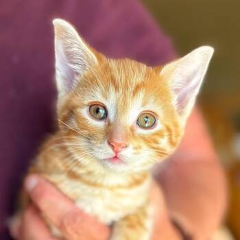 Rescue Domestic Short Hair Cats for Adoption in Plymouth, Minnesota - Moxie | PetCurious