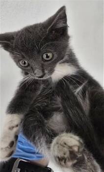 DAMON -  Domestic Short Hair Cat for Adoption in San Bernardino, California - DAMON | PetCurious