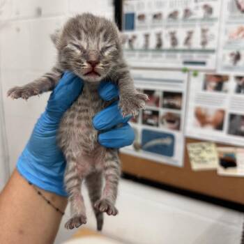 Domestic Short Hair Cats Available for Adoption in Leander, Texas - Bach | PetCurious