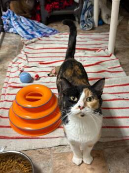 Domestic Short Hair Cats Available for Adoption - Lola | PetCurious