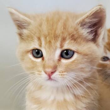 Ron -  Domestic Short Hair Cat for Adoption in Phoenix, Arizona - Ron | PetCurious