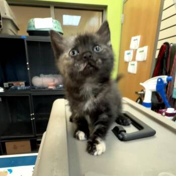 Hollin -  Domestic Short Hair Cat for Adoption in Lynchburg, Virginia - Hollin | PetCurious