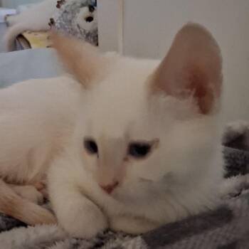 Marley -  Siamese Cat for Adoption in Hemet, California - Marley | PetCurious