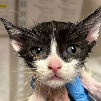 Rescue Domestic Short Hair Cats for Adoption in Yuma, Arizona - Marley | PetCurious