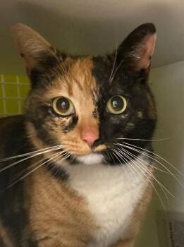 Domestic Short Hair Cats Available for Adoption in Bridgeport, Connecticut - Confetti | PetCurious